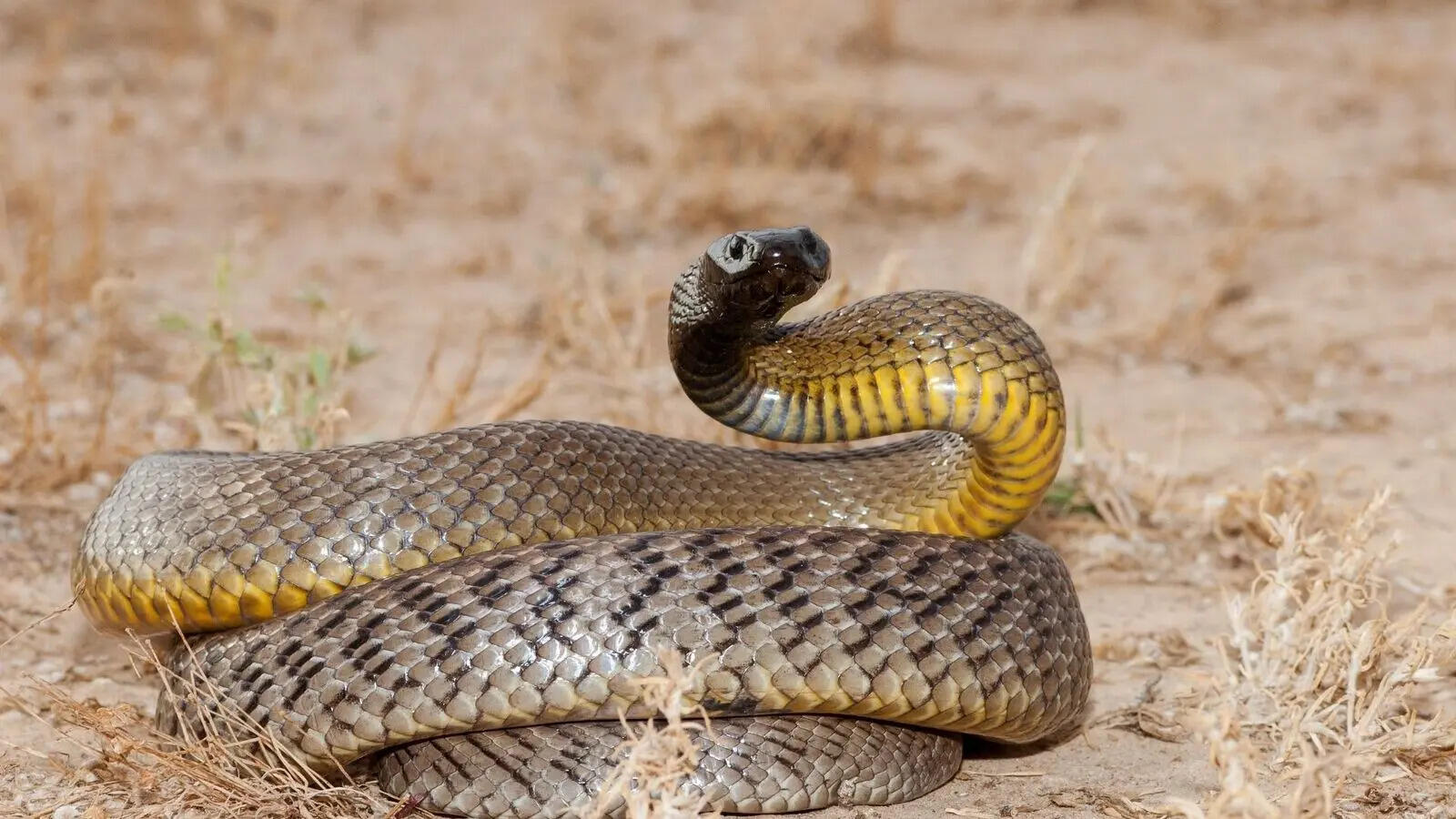 Inland taipan