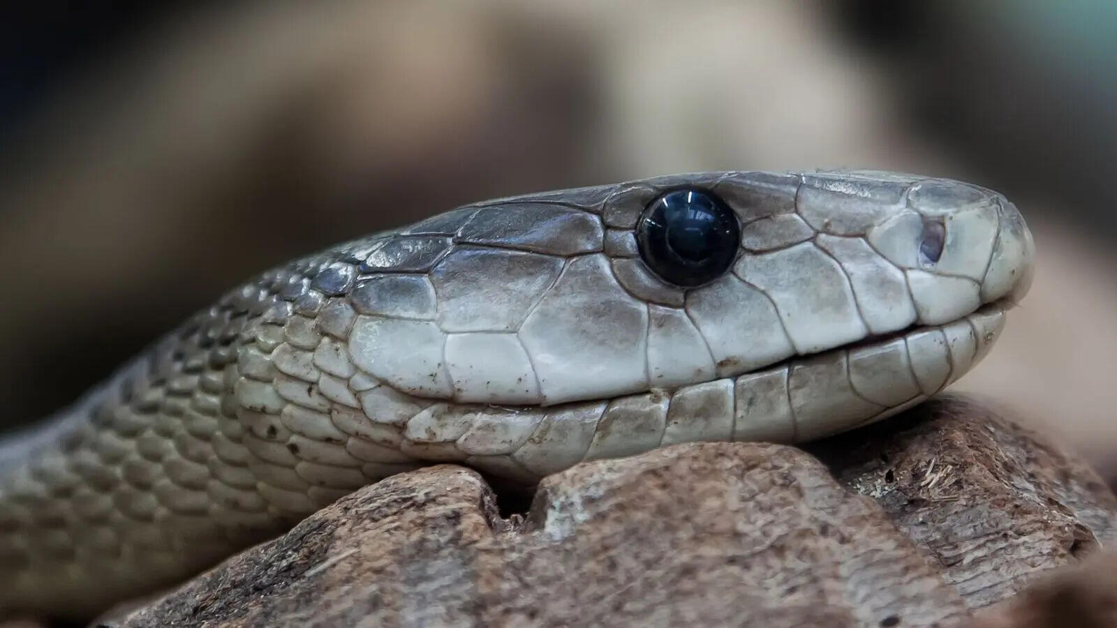 Black mamba