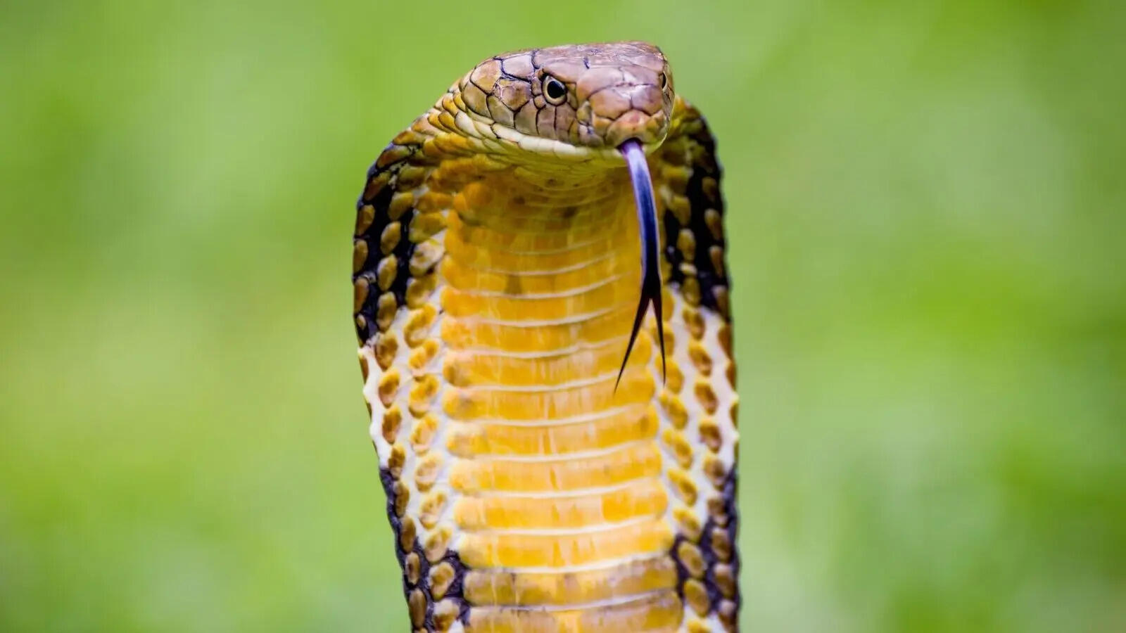 King cobra