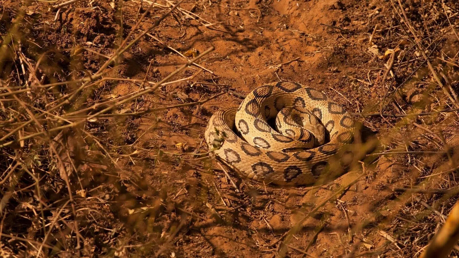 Russell's viper