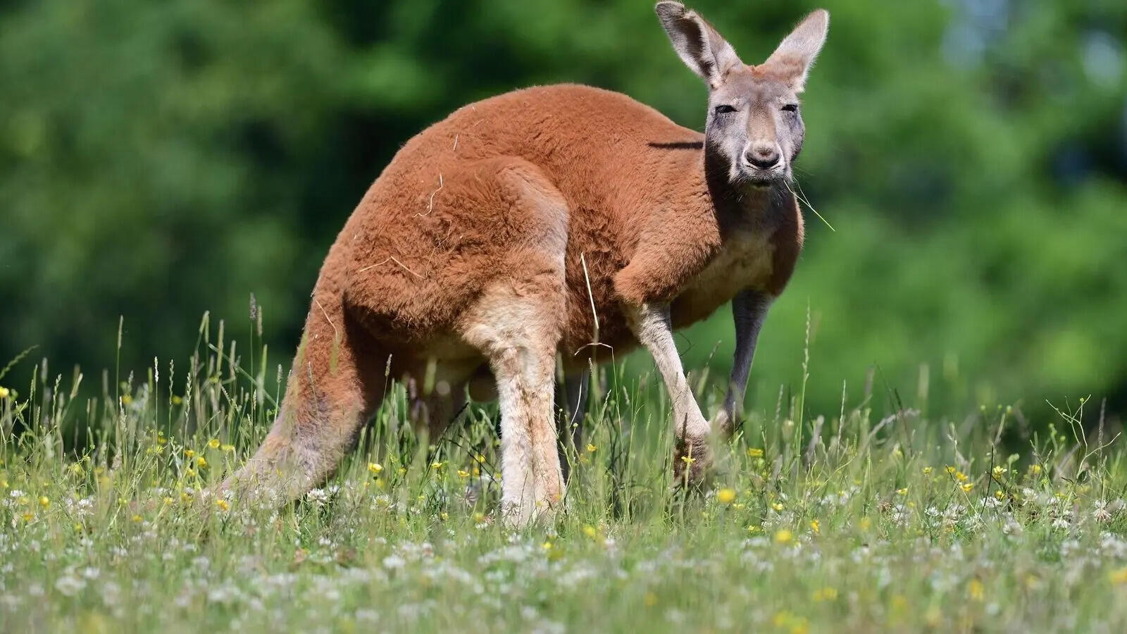 Red kangaroo