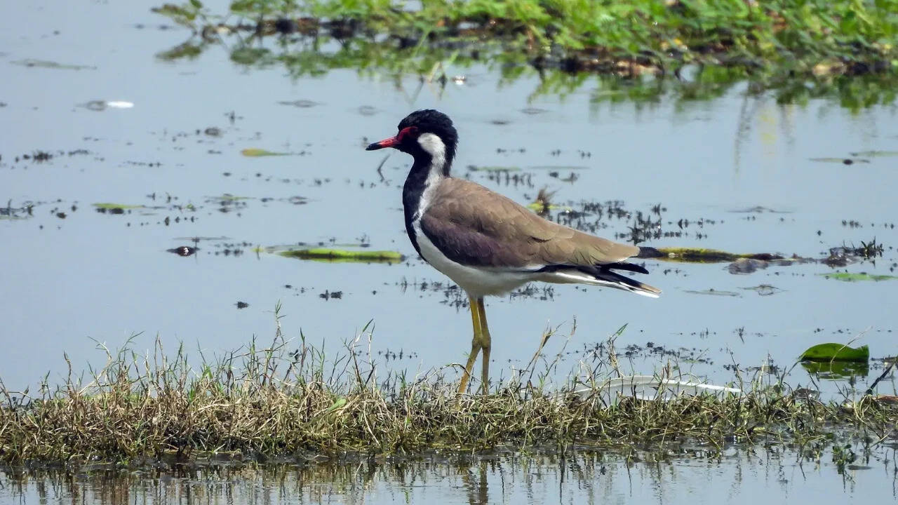 India’s 100th wetland, Surha Tal of Balia, enters the global list of Ramsar site