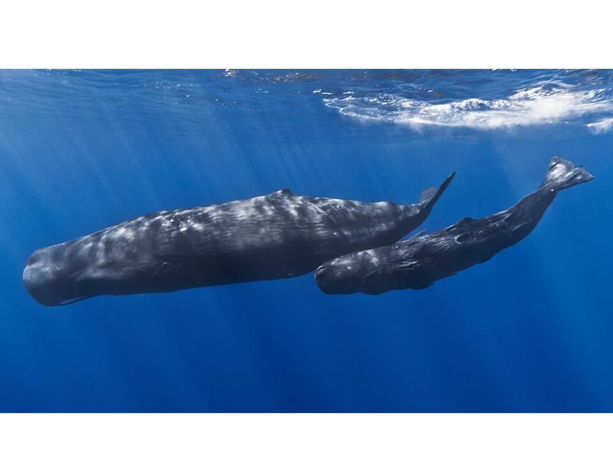 Image of mother and baby whale