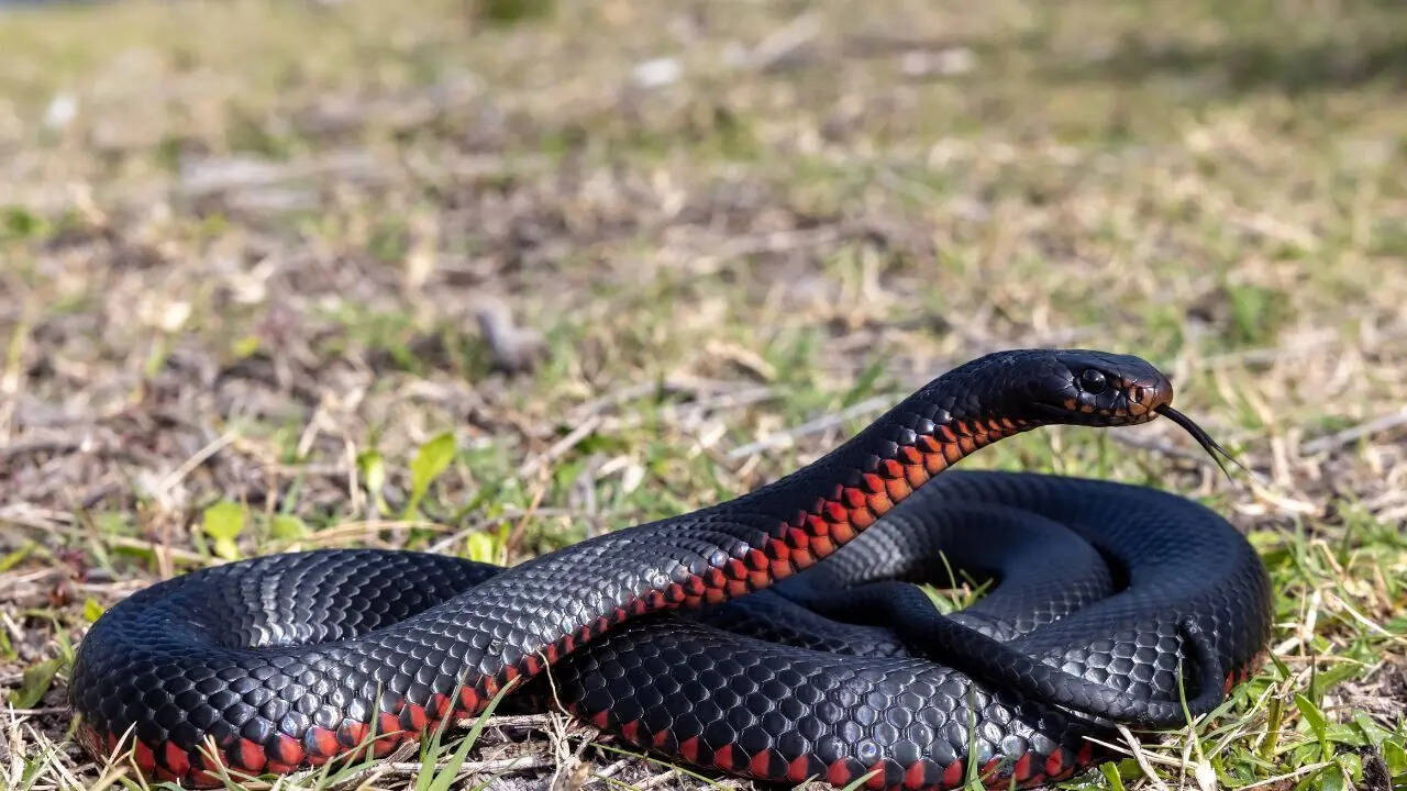 lygugu