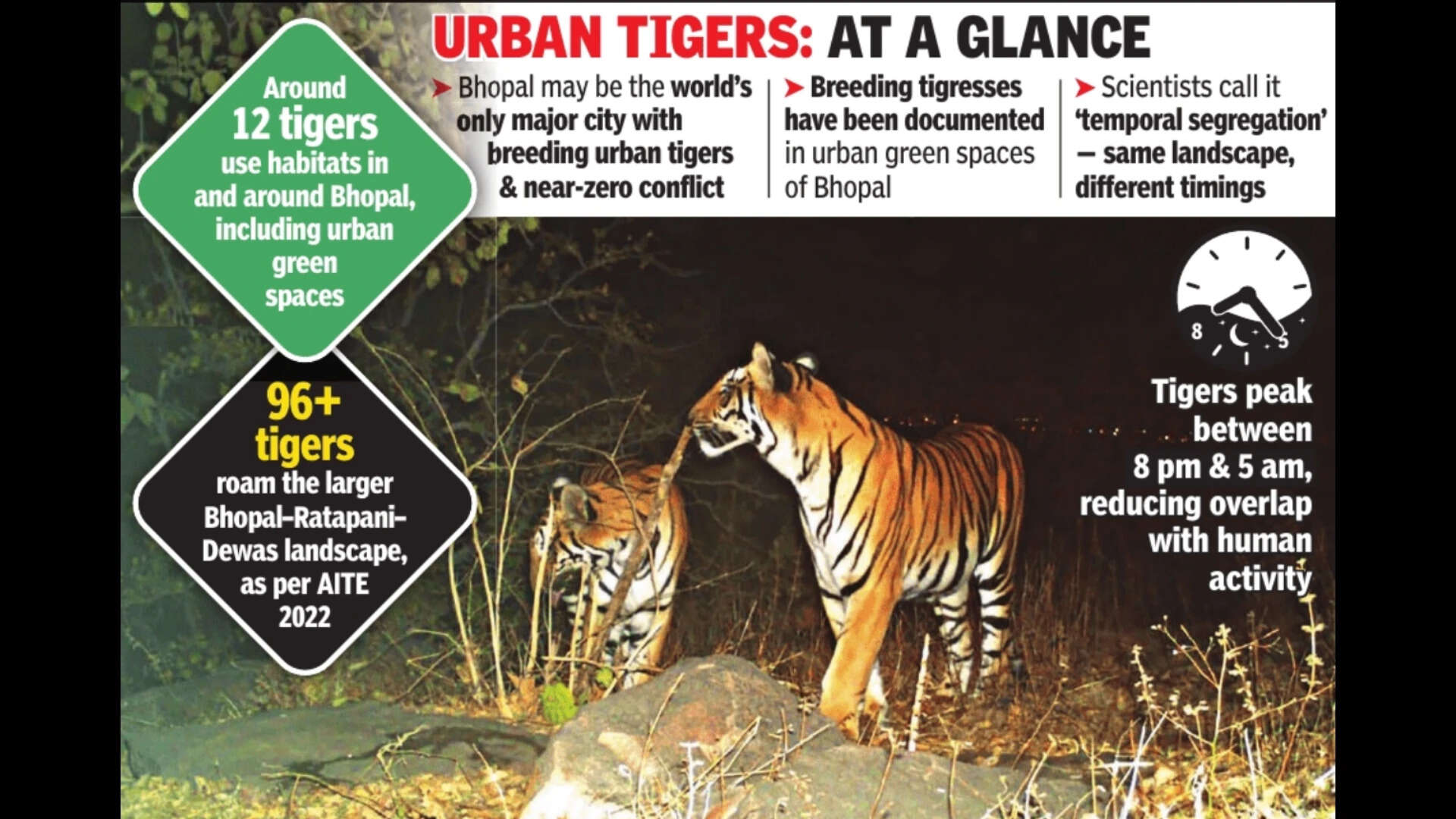 Bhopal’s unlikely conservation miracle which lingers after dark