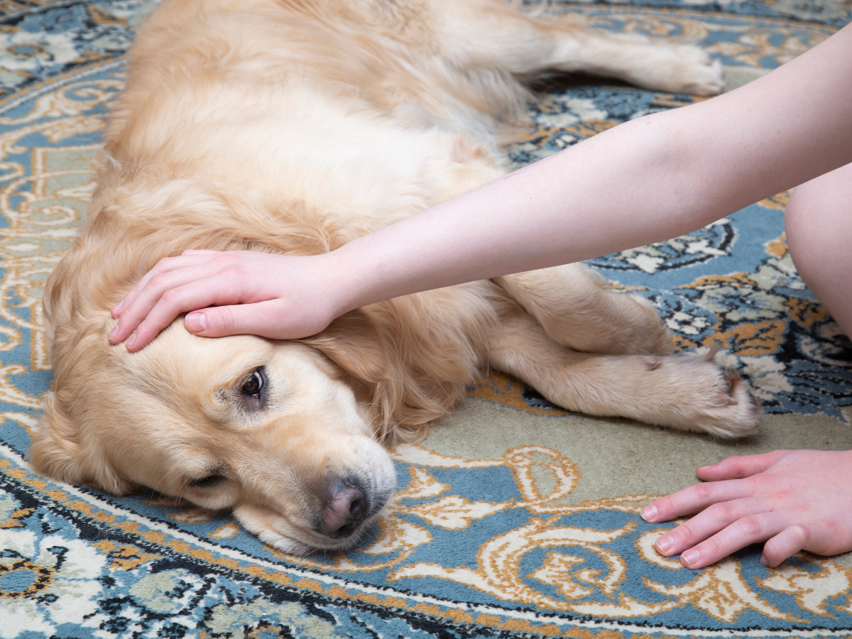 ​Understanding Heartworm disease’s transmission from dogs to humans