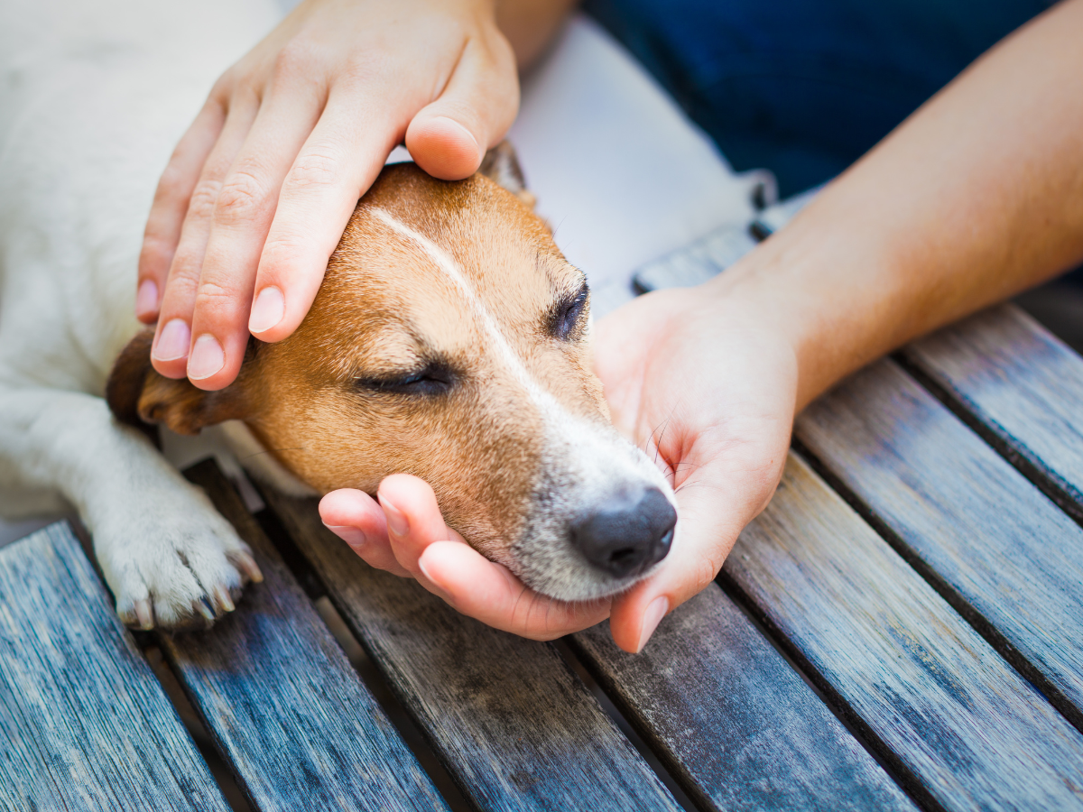 Understanding Heartworm transmission