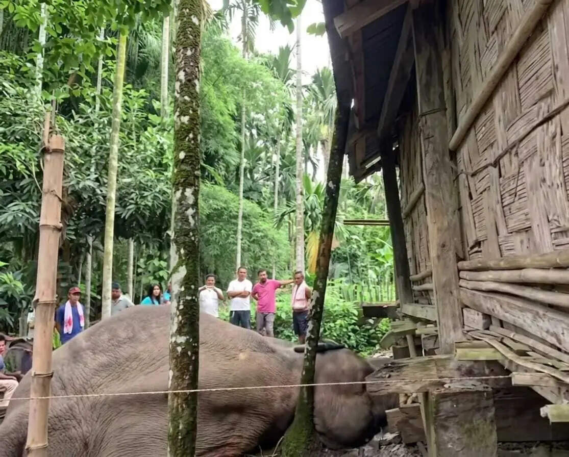 eb83cf88-713c-433c-bdee-83c1a6df8372_Elephant_electrocuted_.jpg
