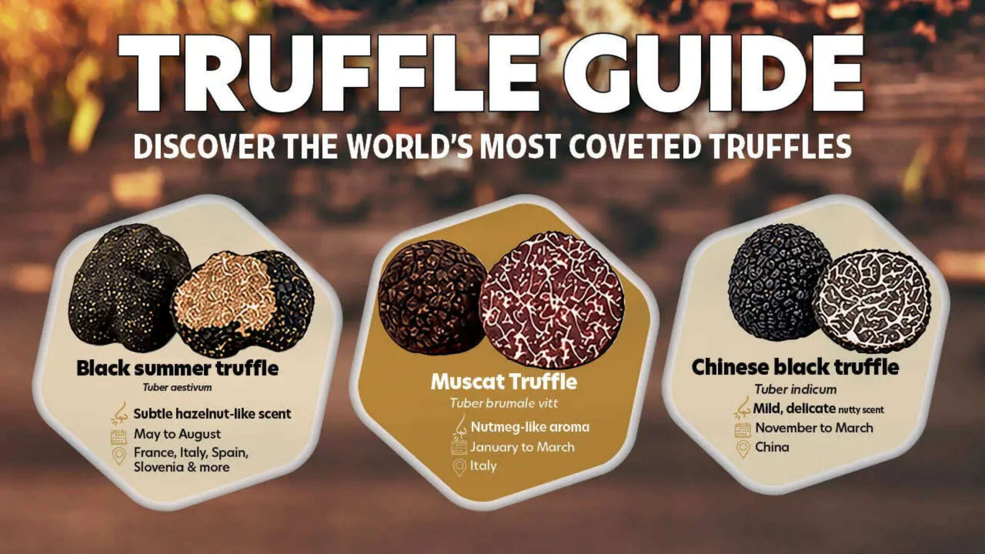 <strong>truffle guide</strong>