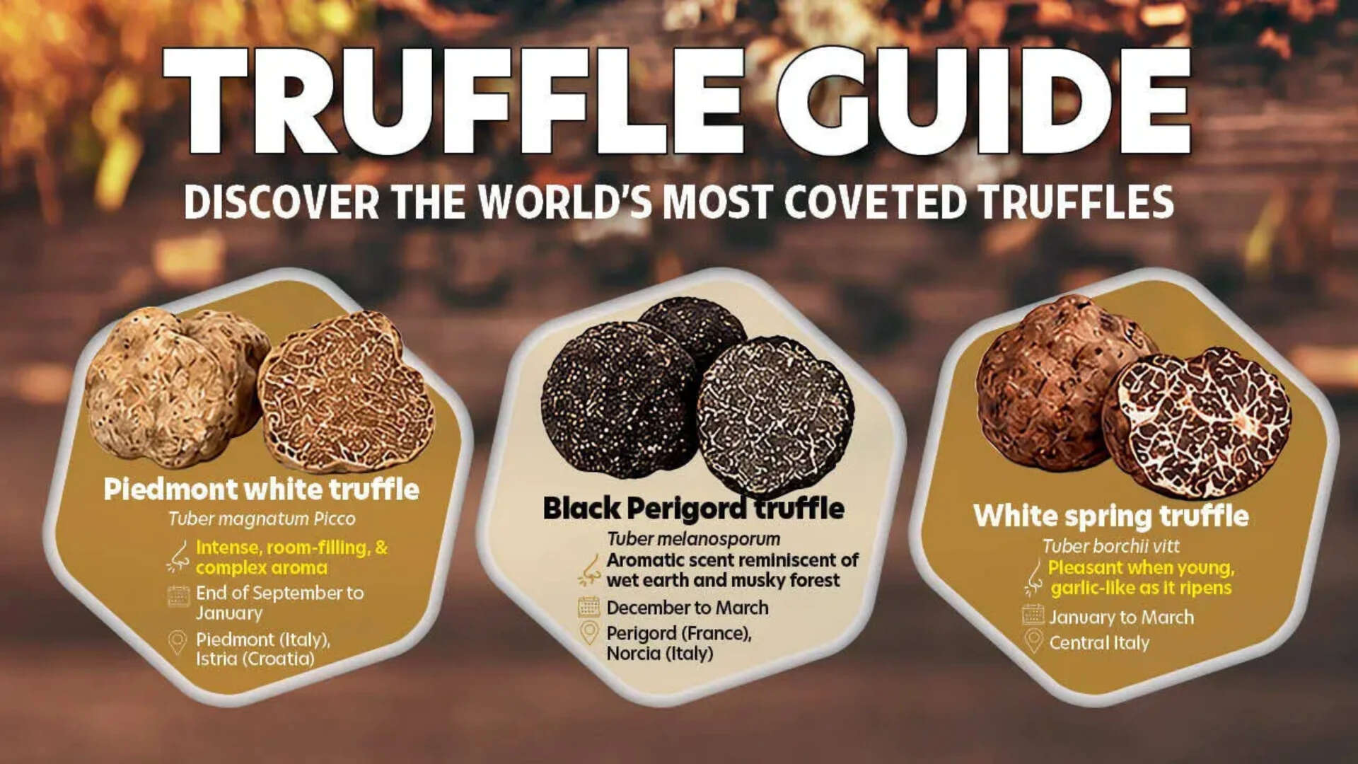 Truffle2