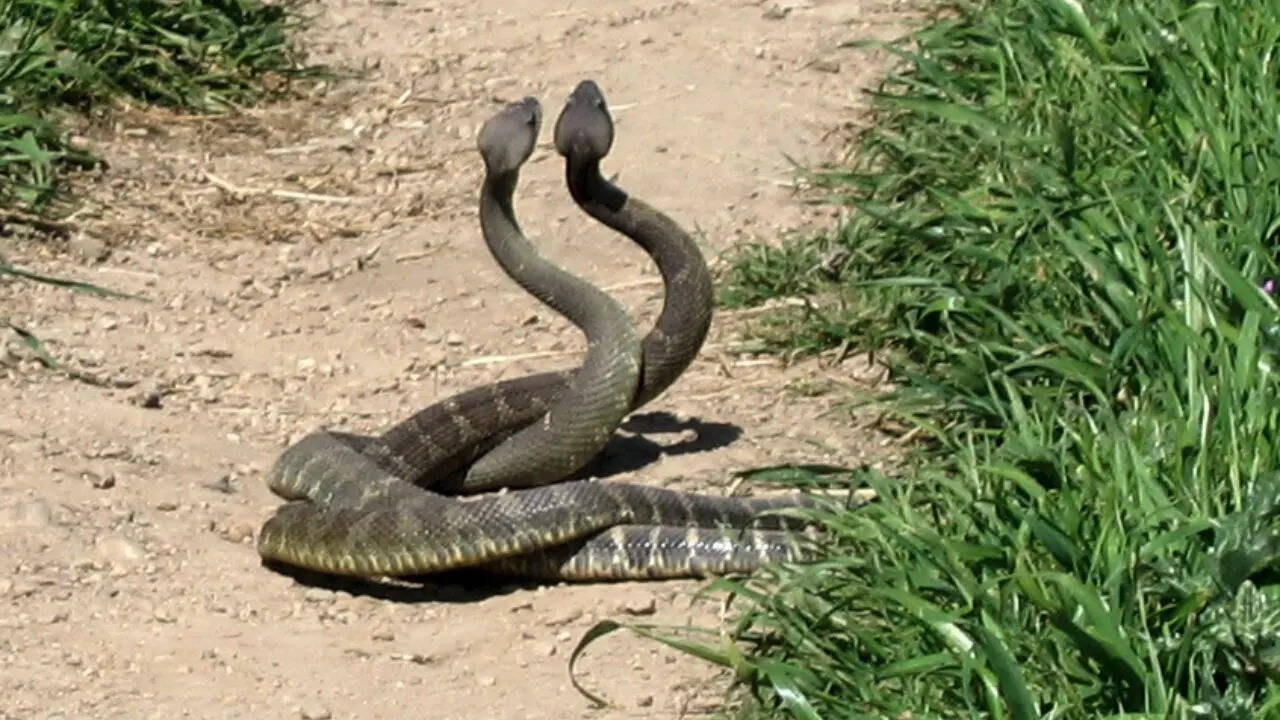 Most snake-infested rivers in Wyoming: From the Green River to the Snake River