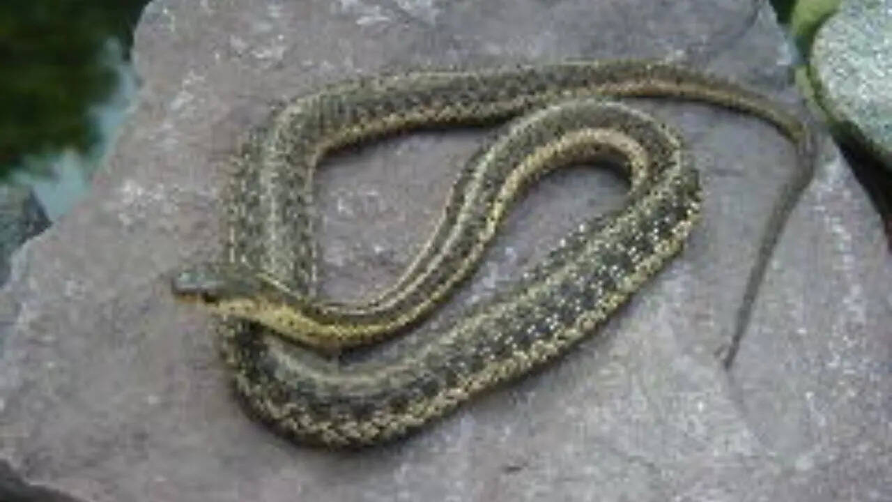 Most snake-infested rivers in Wyoming: From the Green River to the Snake River