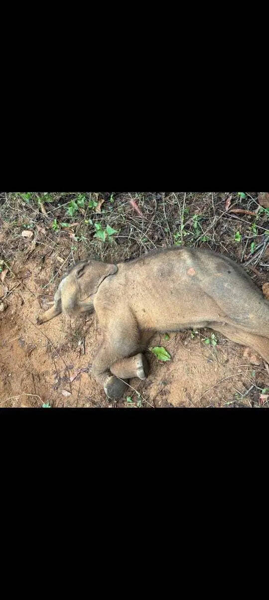 4b2a9ca9-f9ba-42d5-a753-760512af8025_06BhuRourkela_photo_deceased_elephant_calf_.jpg