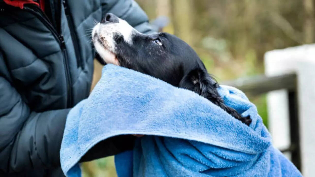 Keep your pet dry and clean