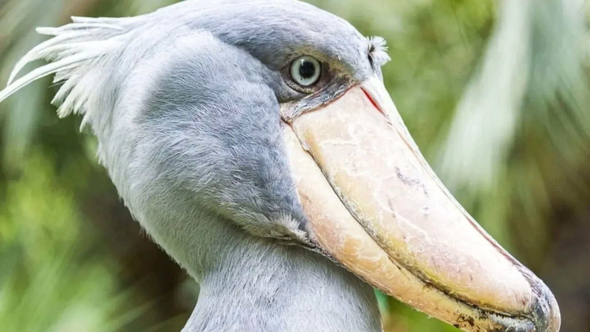 Bird dinos (1)