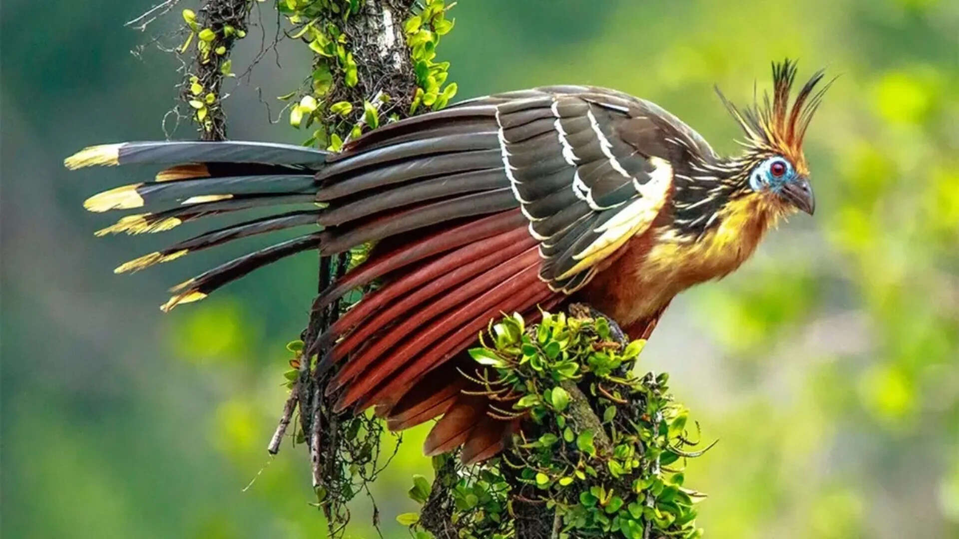 Bird dinos (5)