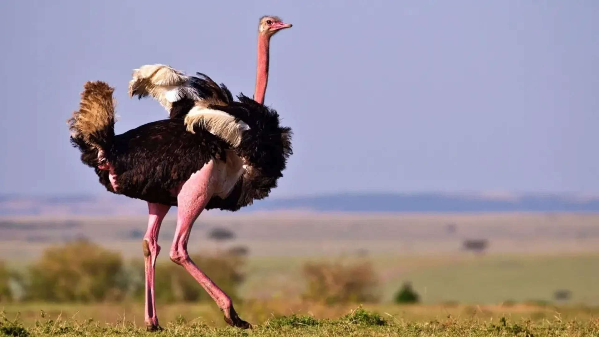 Bird dinos (7)