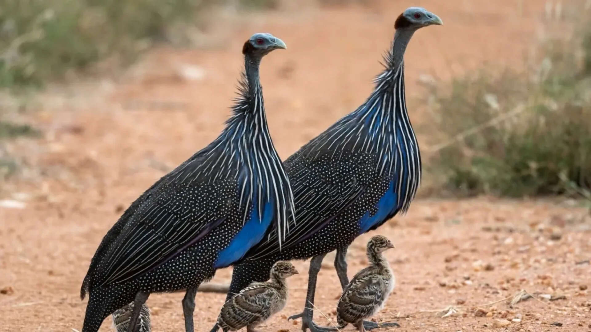 Bird dinos (8)