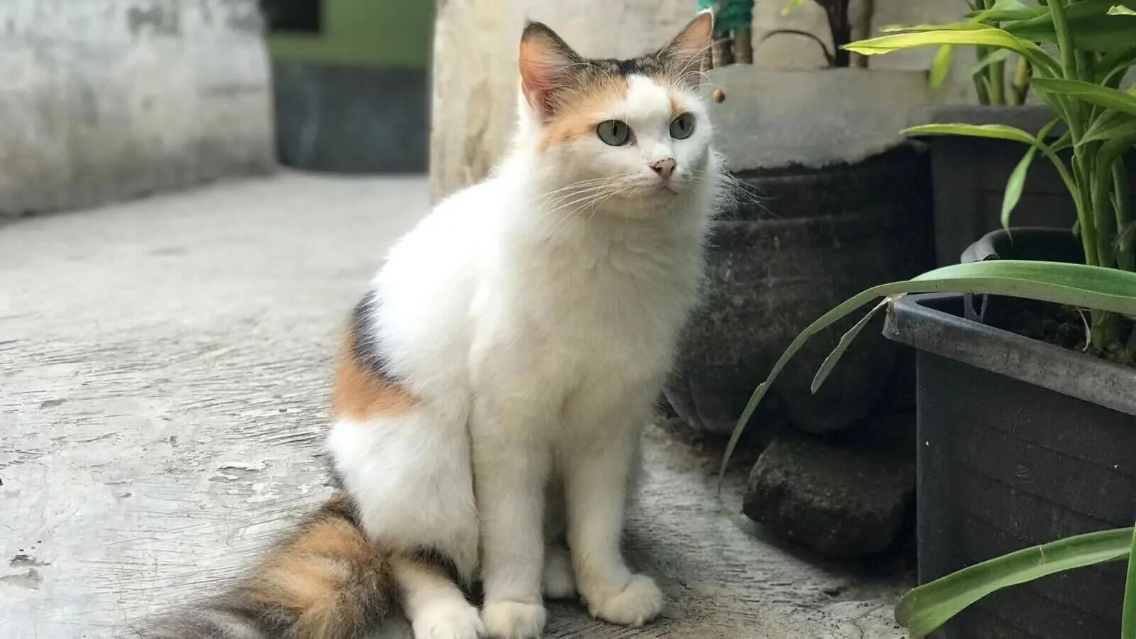 Cats Behavior: 6 shocking facts about cats that most owners don't know 6 shocking facts about cats that most owners don't know