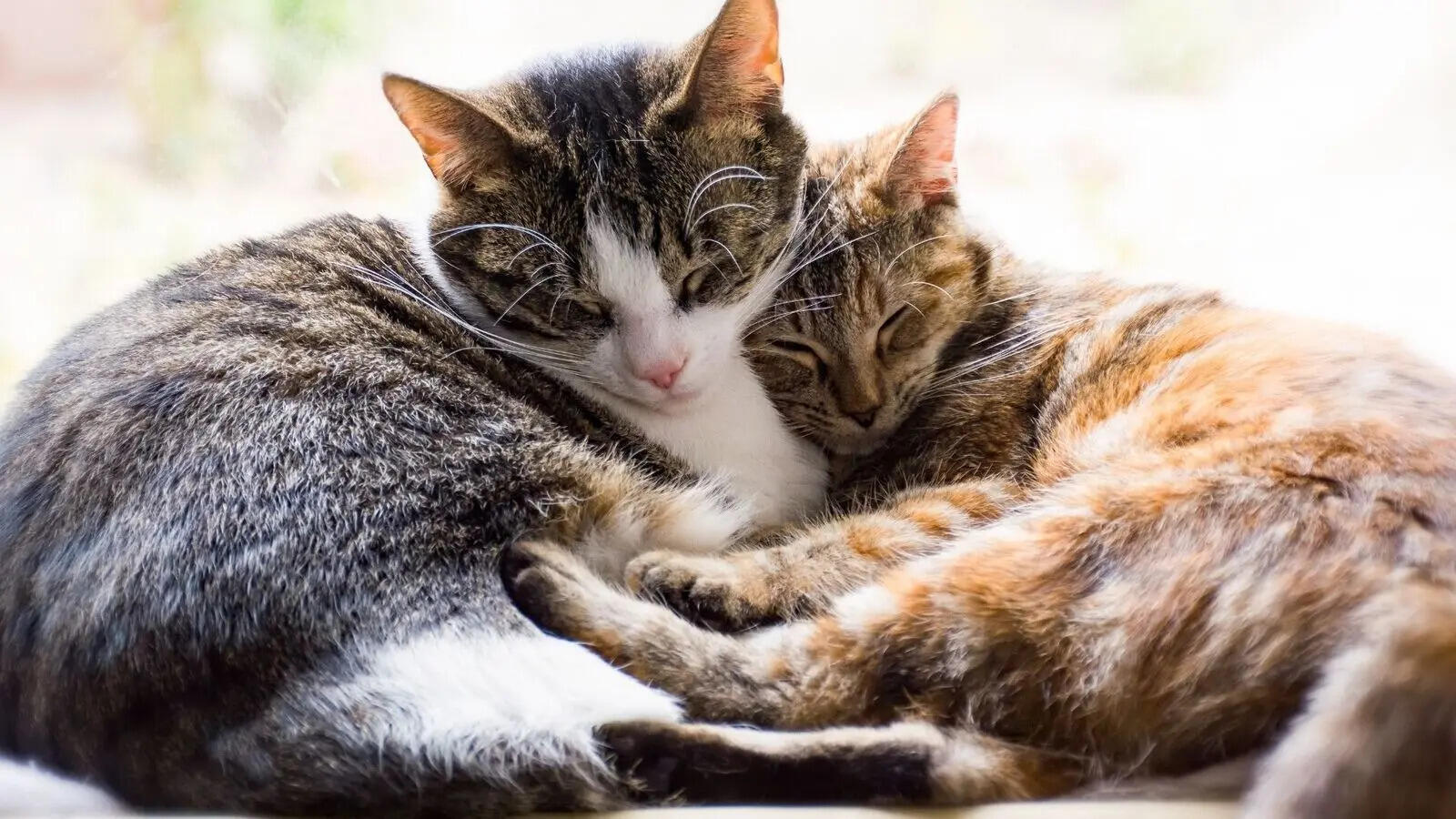 Cats Behavior: 6 shocking facts about cats that most owners don't know 6 shocking facts about cats that most owners don't know