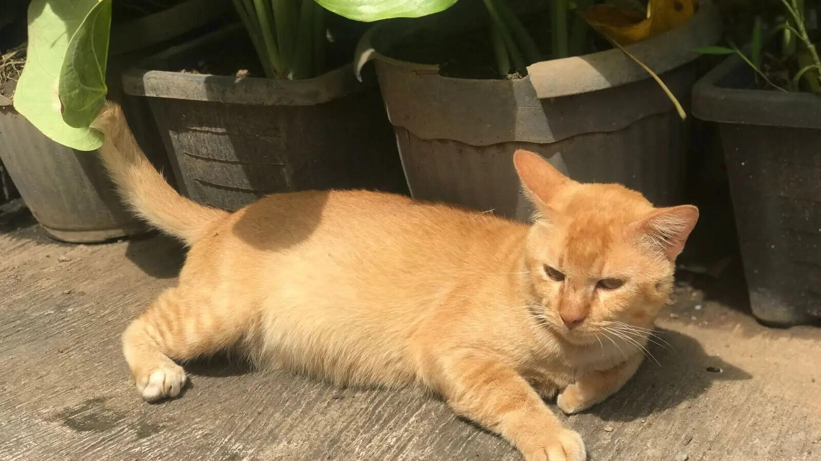 Cats Behavior: 6 shocking facts about cats that most owners don't know 6 shocking facts about cats that most owners don't know