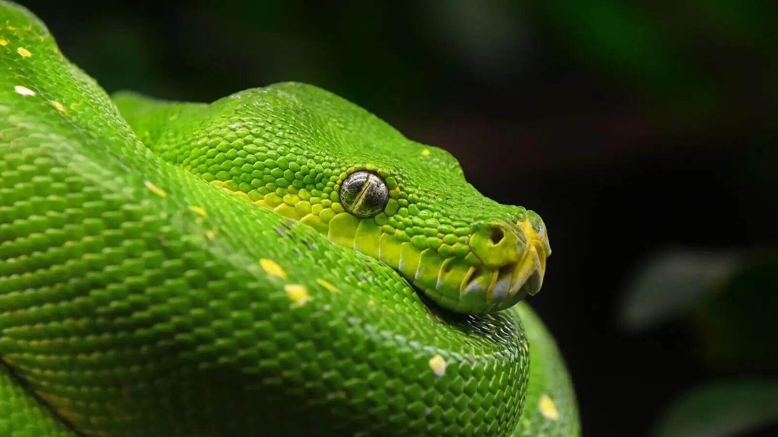 5 snakes with such beautiful eyes, you'll forget how dangerous they are