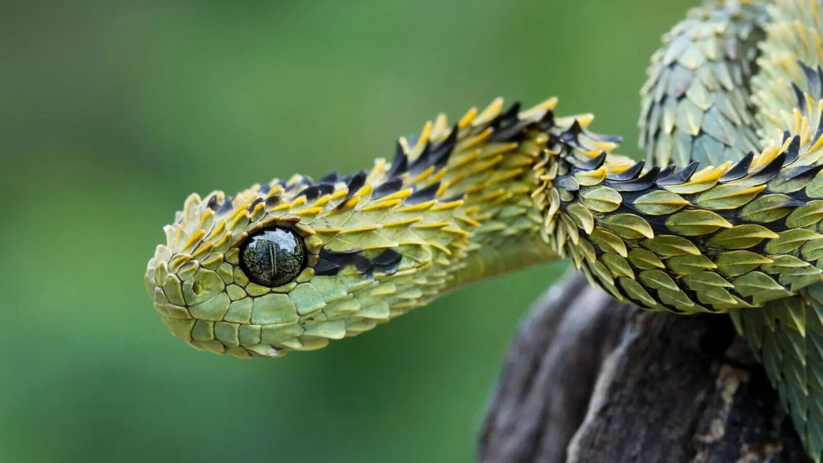 5-snakes-with-such-beautiful-eyes-youll-forget-how-dangerous-they-are.jpg