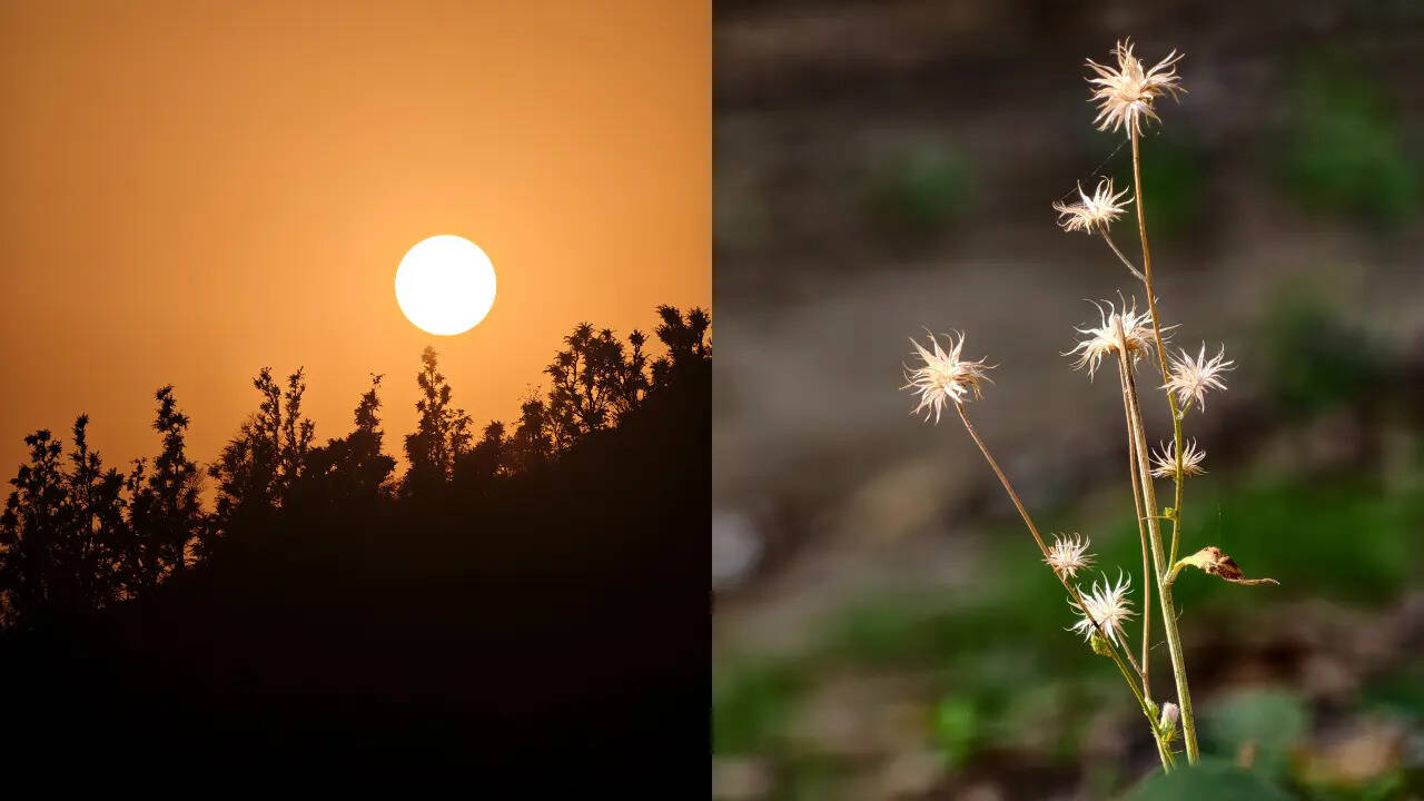Vivo X300 Ultra photos