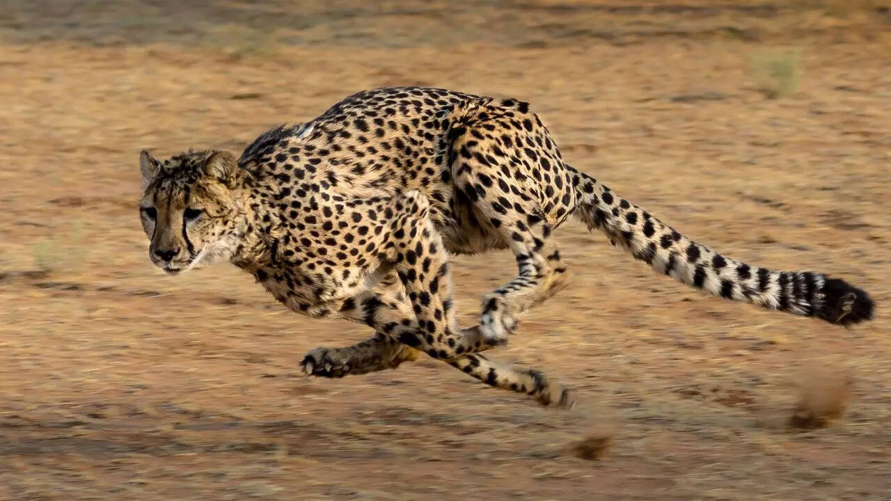 Cheetah running