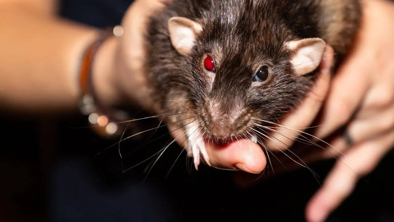 10 most rat-infested cities in the US: Los Angeles continues