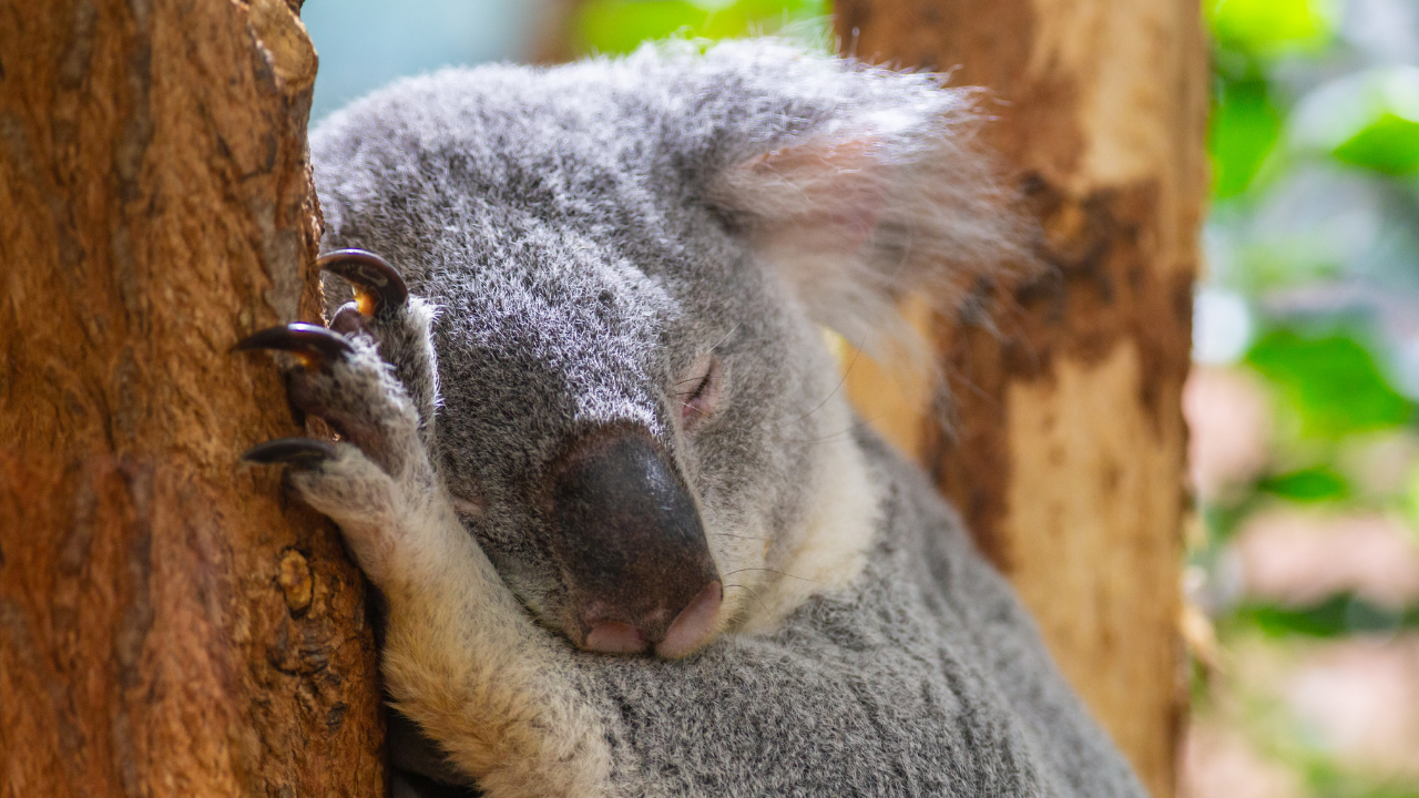 Canva Koala bear