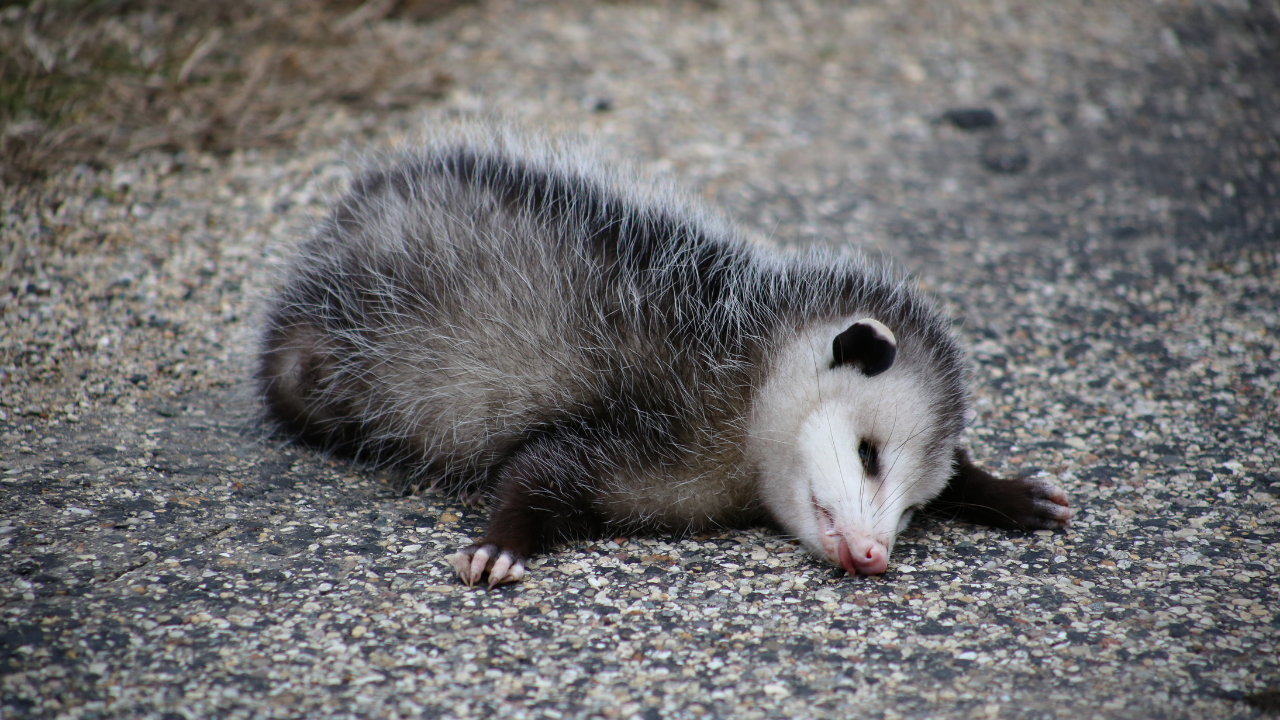 Canva Opossum