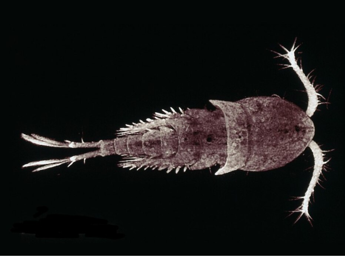 Freshwater copepod
