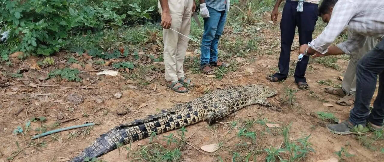 f23b6ca9-a028-45dd-a40b-d6228cca2cf0_carcass_of_a_crocodile_found_in_Bhitarkanika.jpg