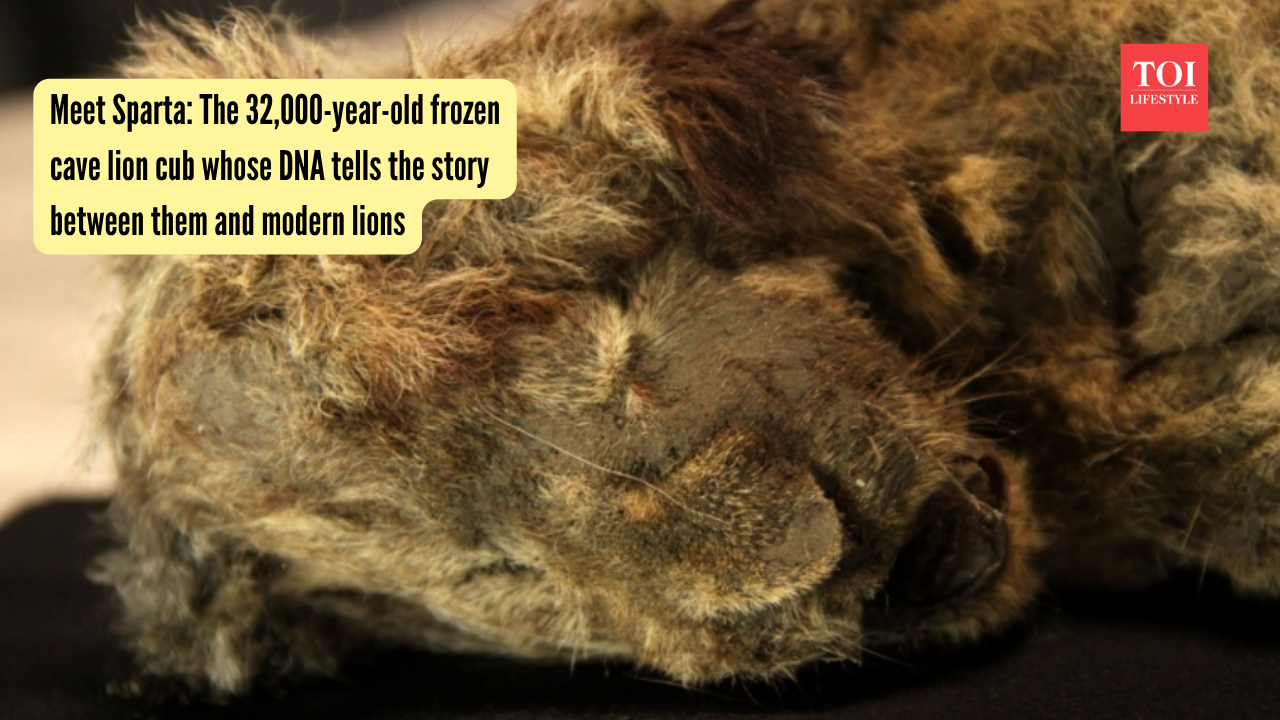 Meet Sparta The 32,000-year-old frozen cave lion cub whose DNA tells the story between them and modern lions