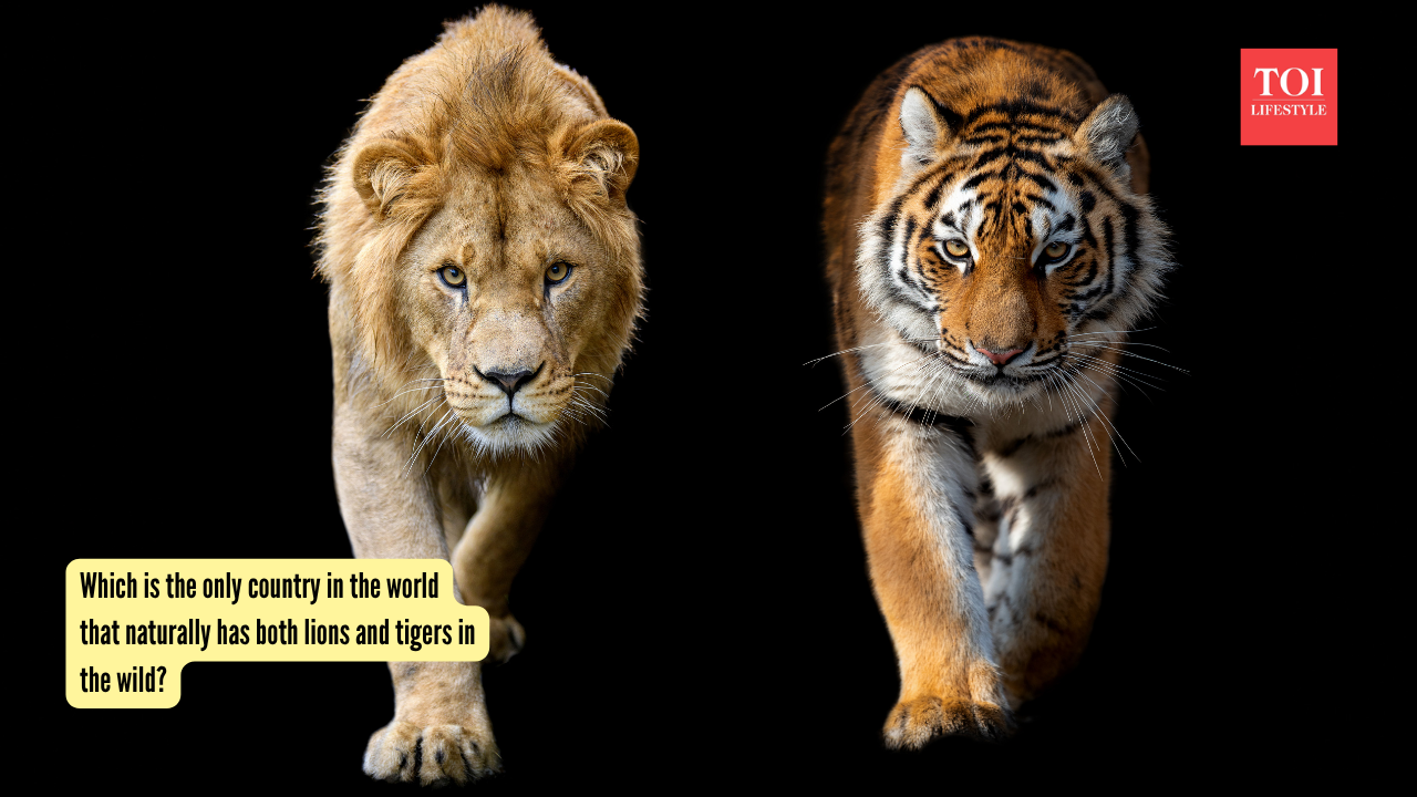 Which is the only country in the world that naturally has both lions and tigers in the wild?
