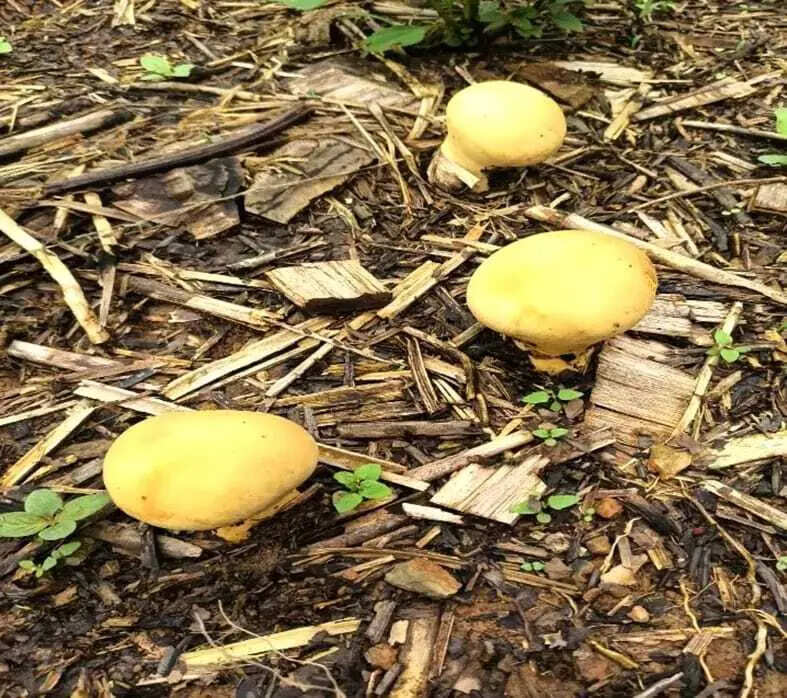 1c68bac1-73d0-4a66-9275-7bac229edcc9_Yellow_Puffball_Mushroom_.jpg