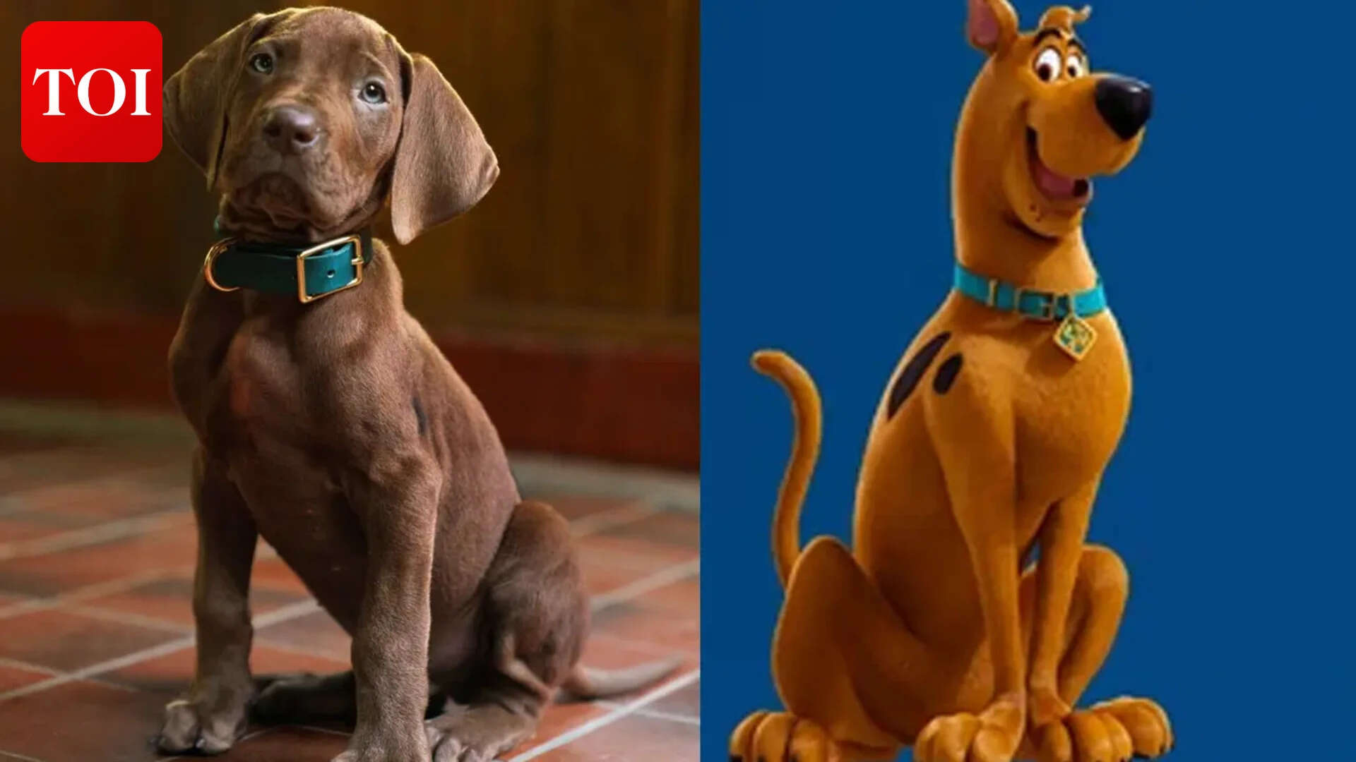 'Scooby-Doo: Origins' first look unveiled; fans react