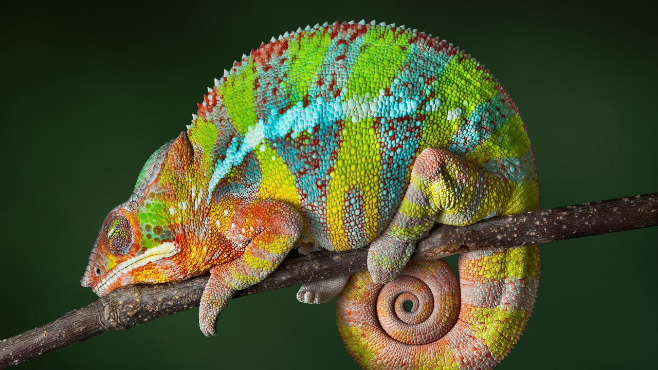 chameleon
