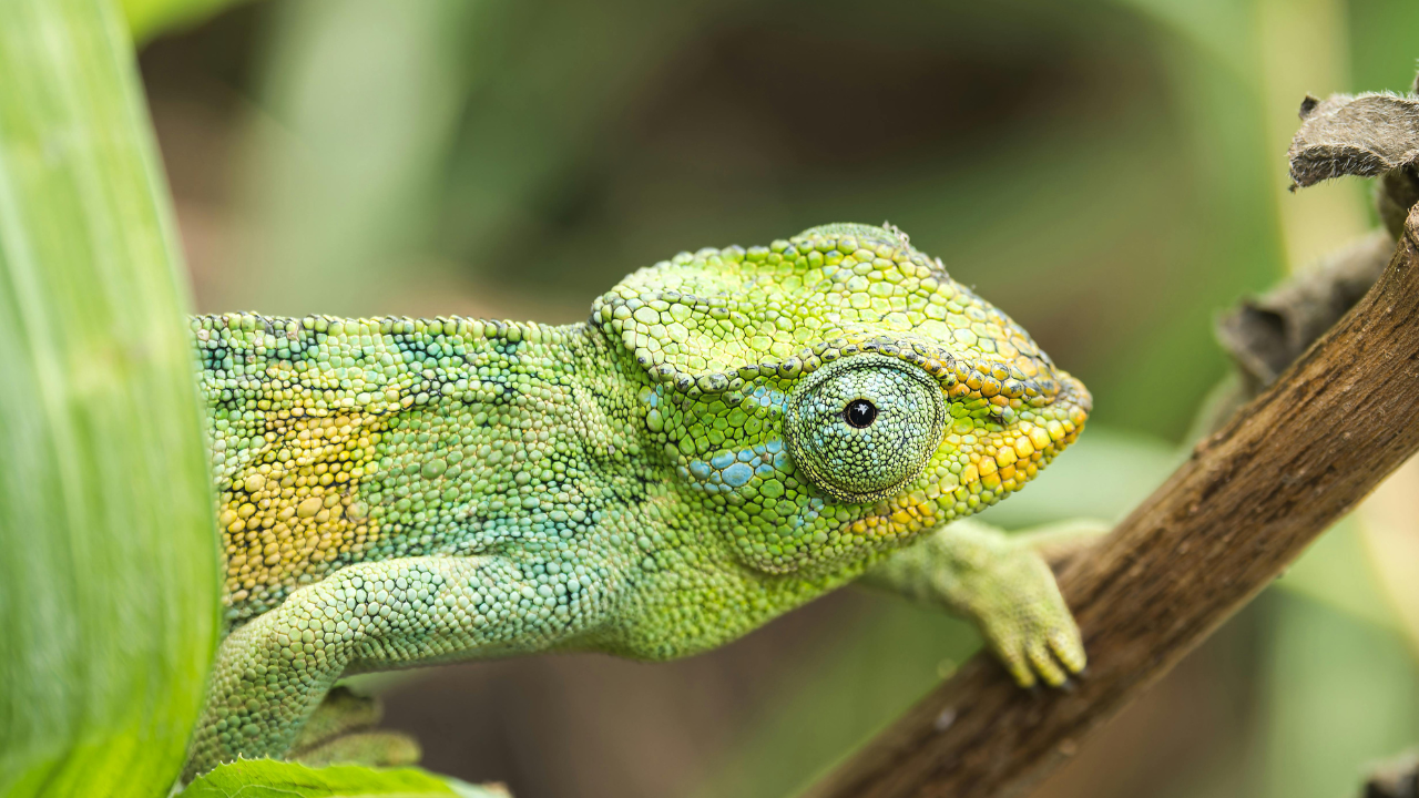 Chameleon