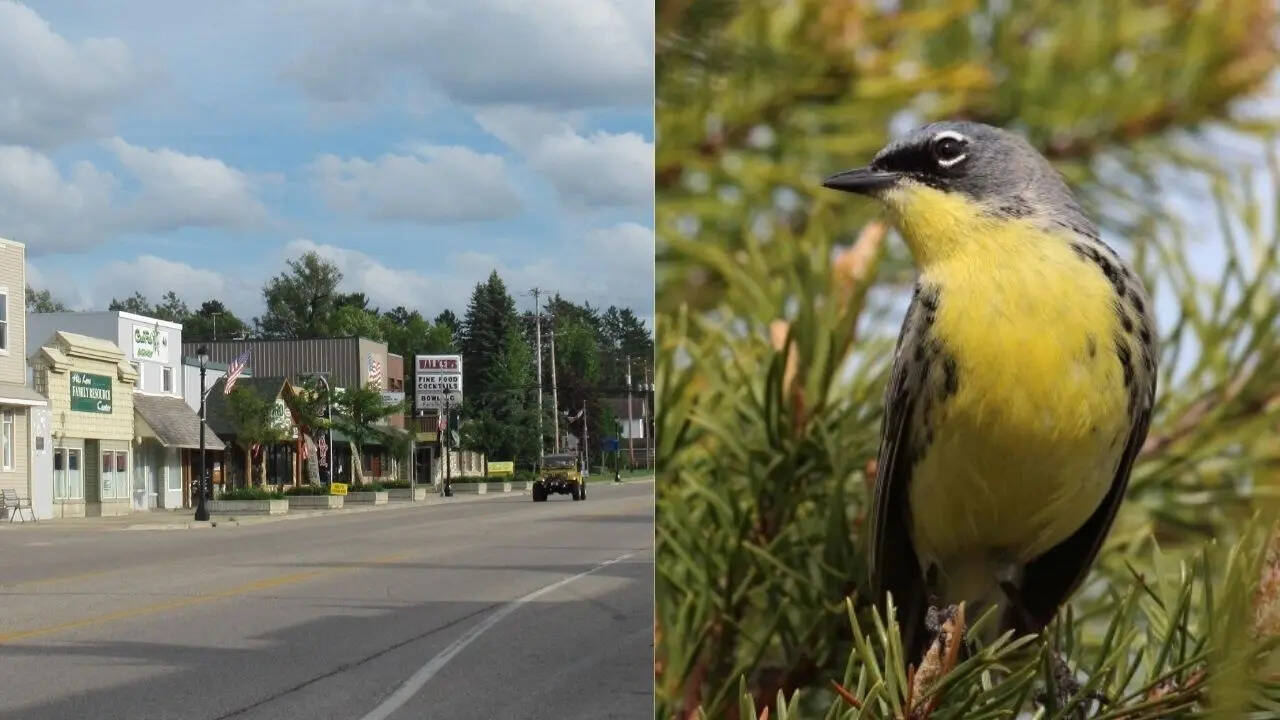 Wildlife miracle: Tiny Michigan town saved an entire bird sp