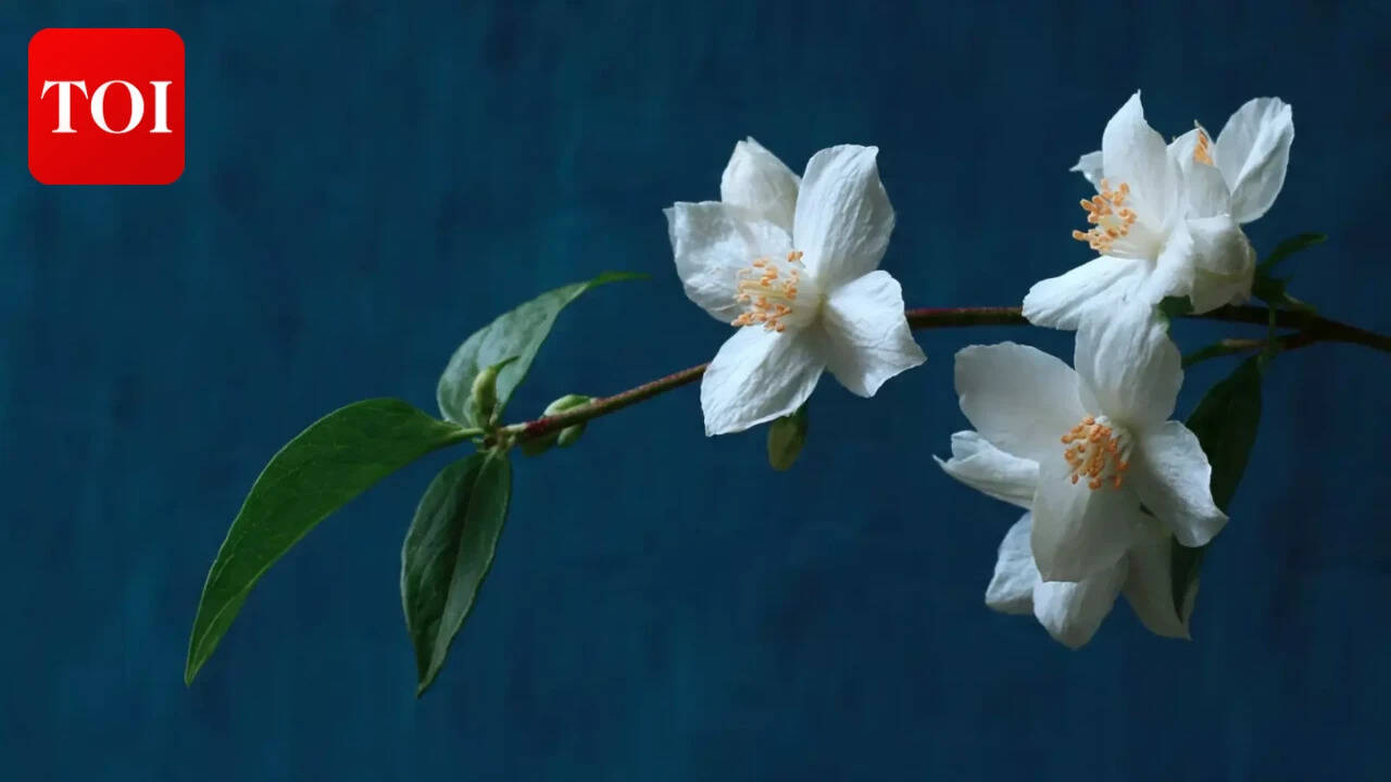 Maa Kushmanda_Jasmine flowers