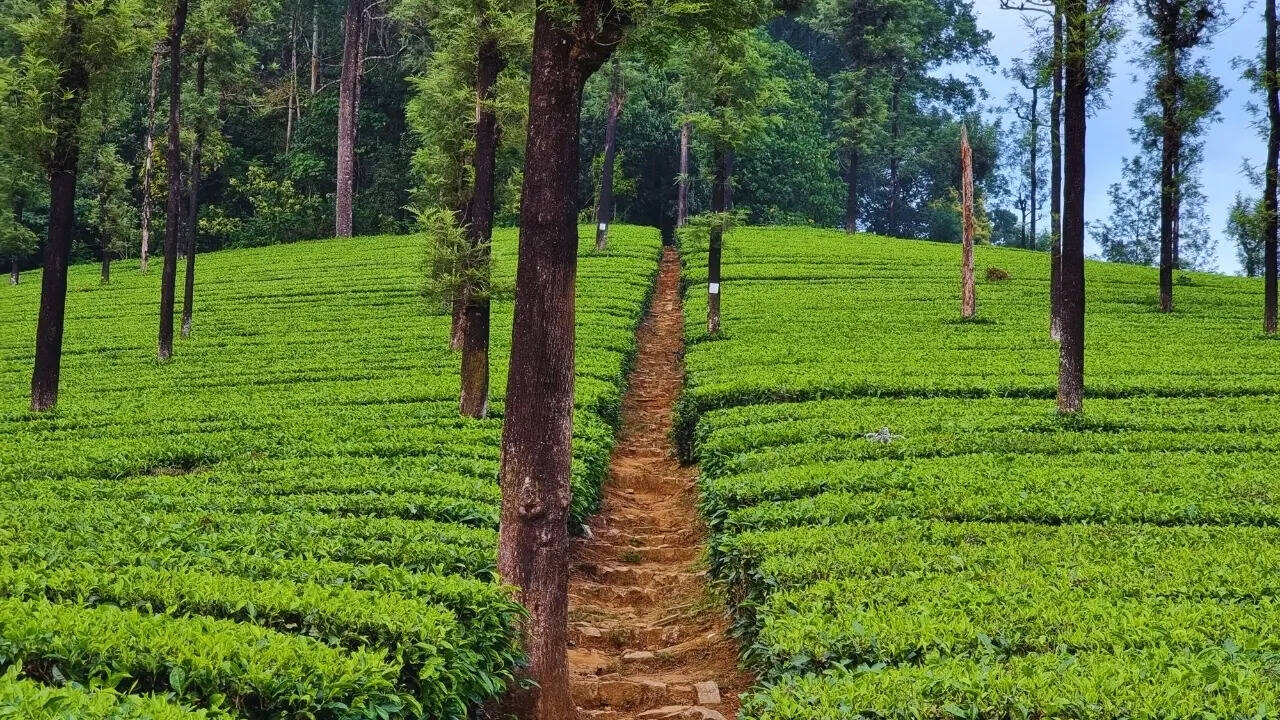 Tea estate in Valparai