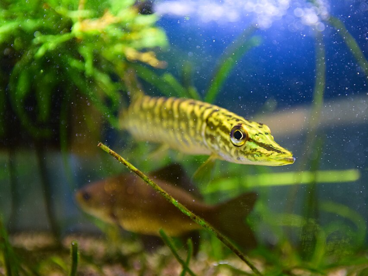 Image of Northern pike