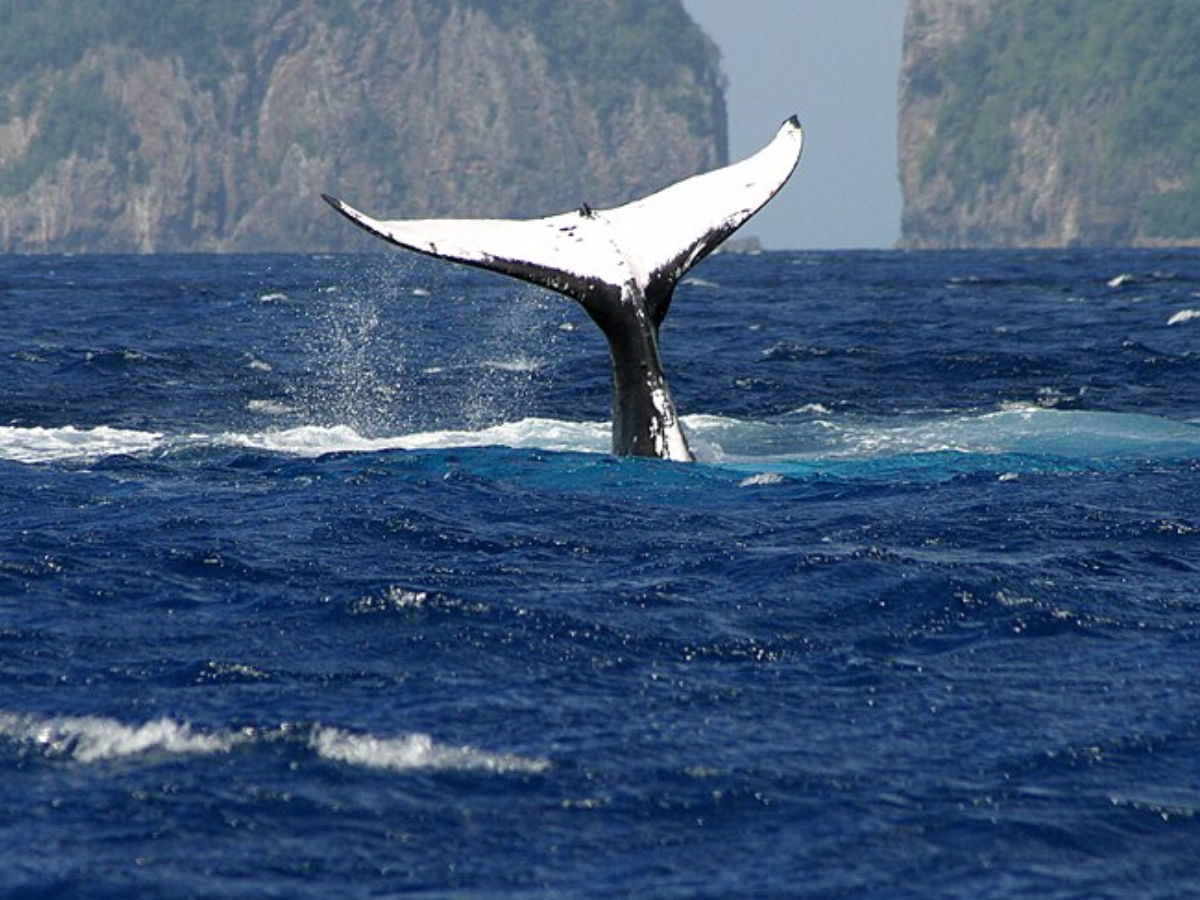 Humpback whales