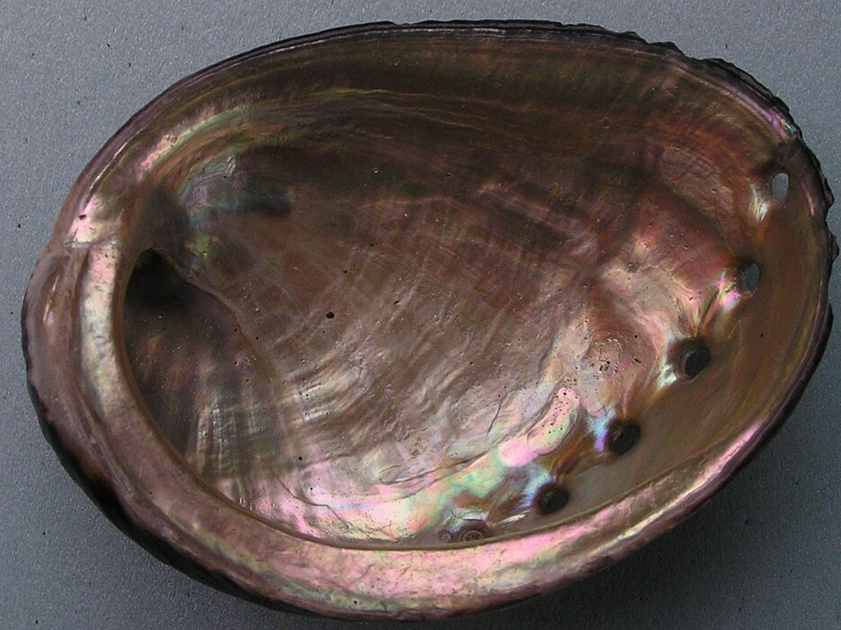 California's black abalone (Haliotis cracherodii)