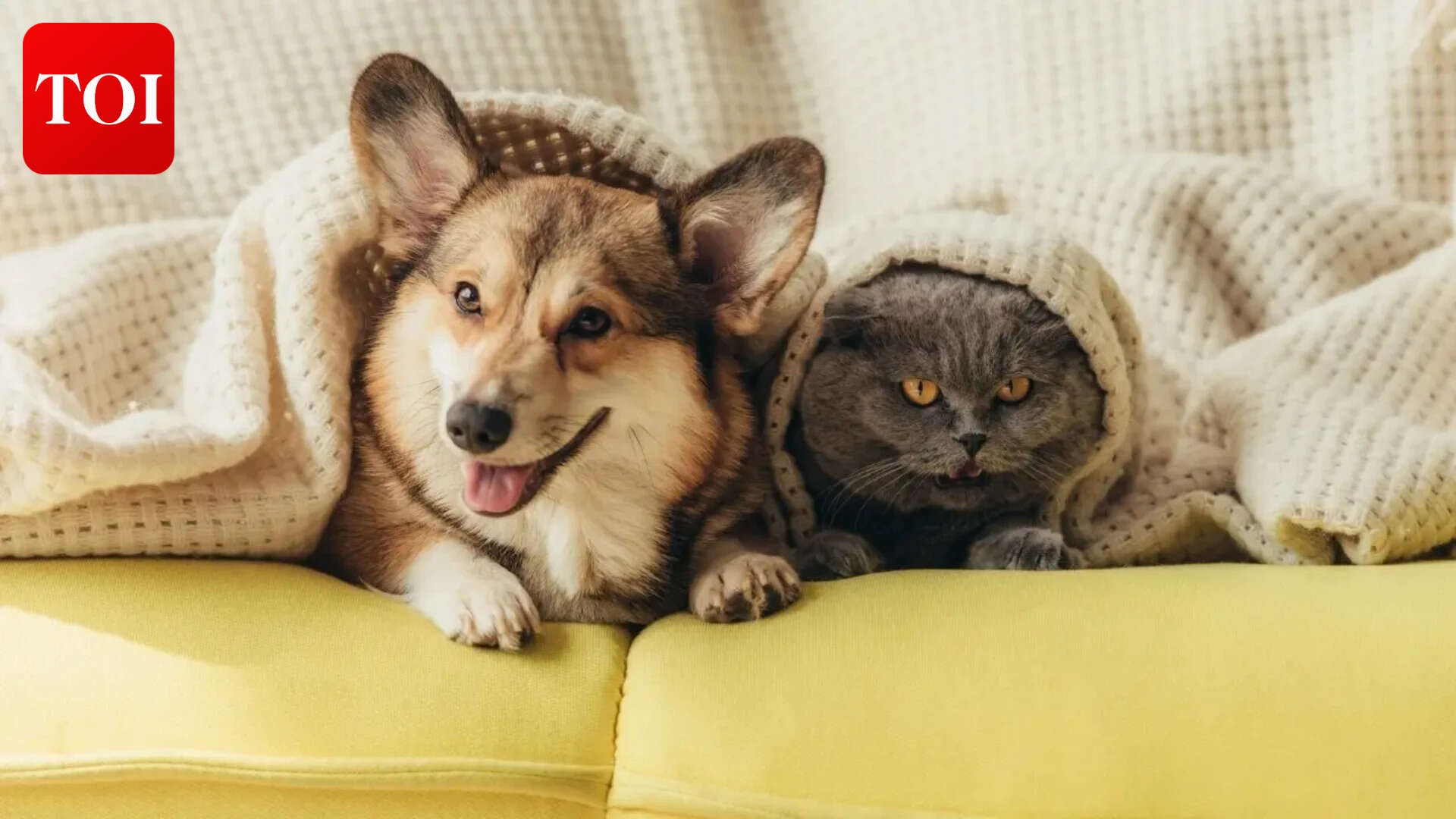 cats