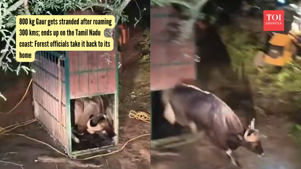 800 kg Gaur gets stranded after roaming 300 kms; ends up on the Tamil Nadu coast Forest officials take it back to its home