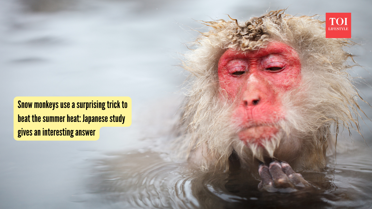 Snow monkeys use a surprising trick to beat the summer heat Japanese study gives an interesting answer