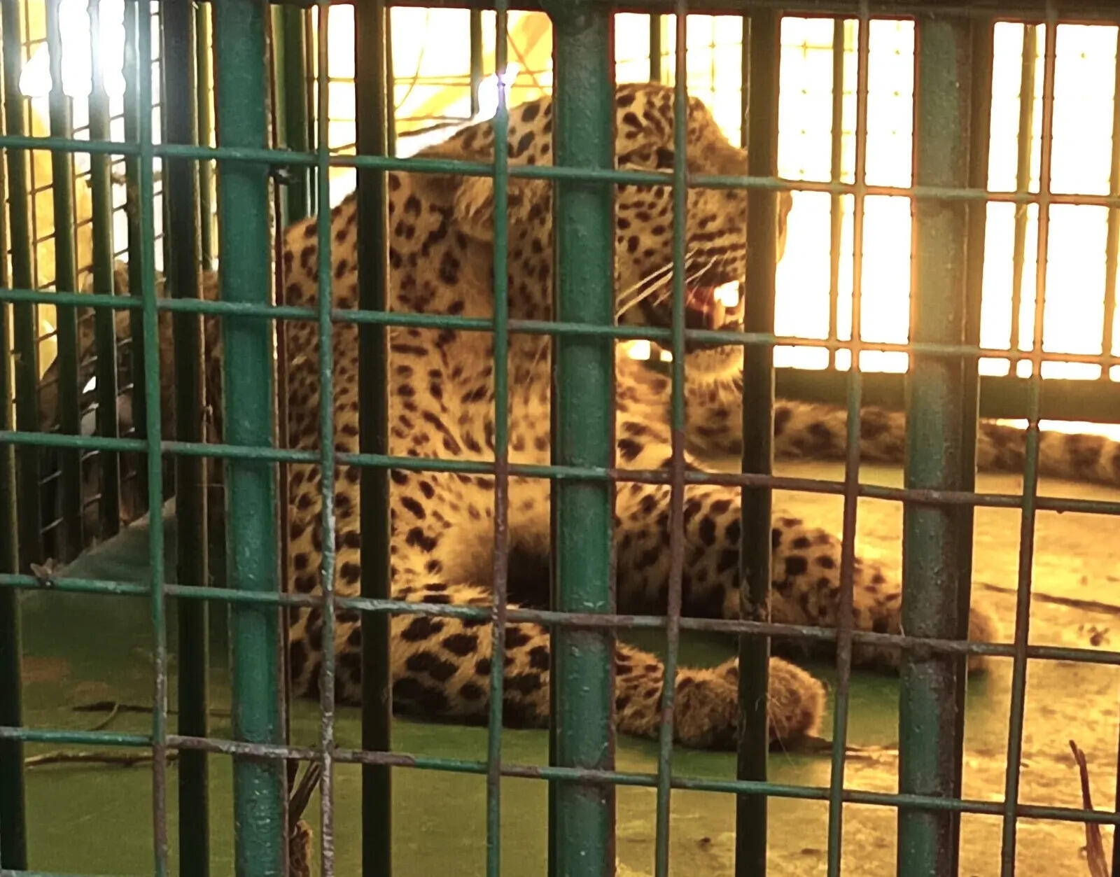 c3899f17-72df-43c2-b834-e2c47f621d02_The_leopardess_was_assessed_to_be_3_years_old.jpg